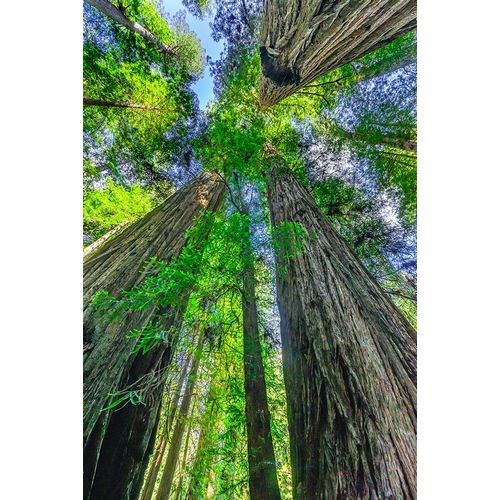 Green towering tree-Redwoods National Park-Newton B Drury Drive-Crescent City-California